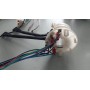 DEVIOLUCI DEVIOSGANCIO PER FIAT B015/0294/1 CASSA 145/A